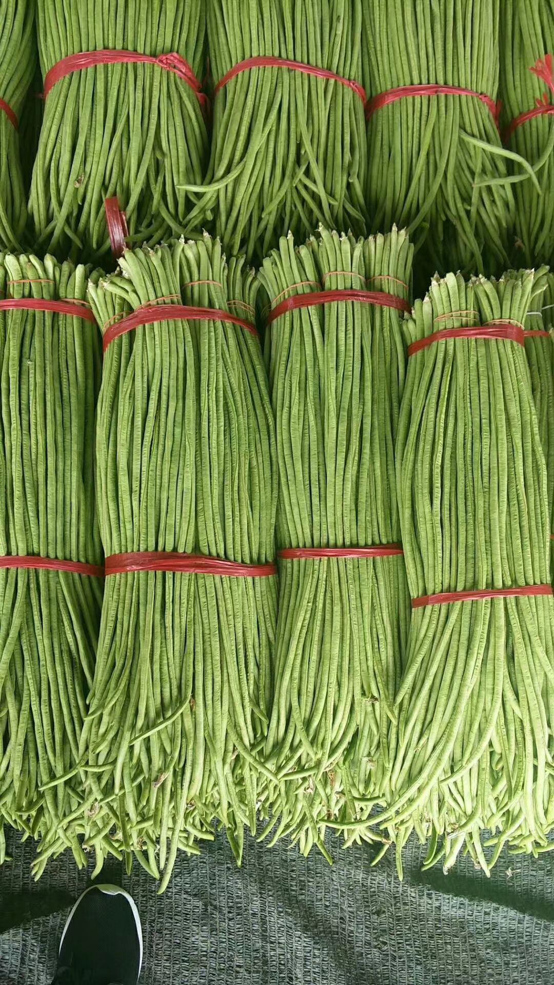 豆角产地最新价格揭秘与动态更新🌱🌿