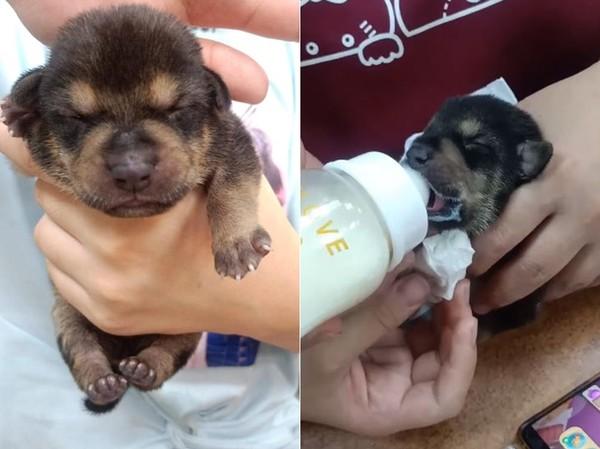 下载导航犬最新版语音,下载导航犬最新版语音，探索自然美景的旅行，寻找内心的平和宁静