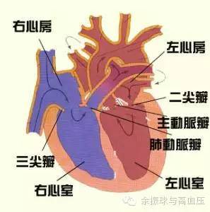 科技之光下的心脏守护者，最新款心脏瓣膜介绍